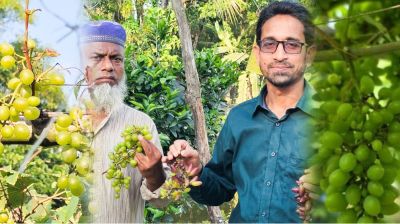 গার্মেন্টসকর্মী থেকে উদ্যোক্তা, আঙুর চাষে সফলতা দেখছেন কাওসার