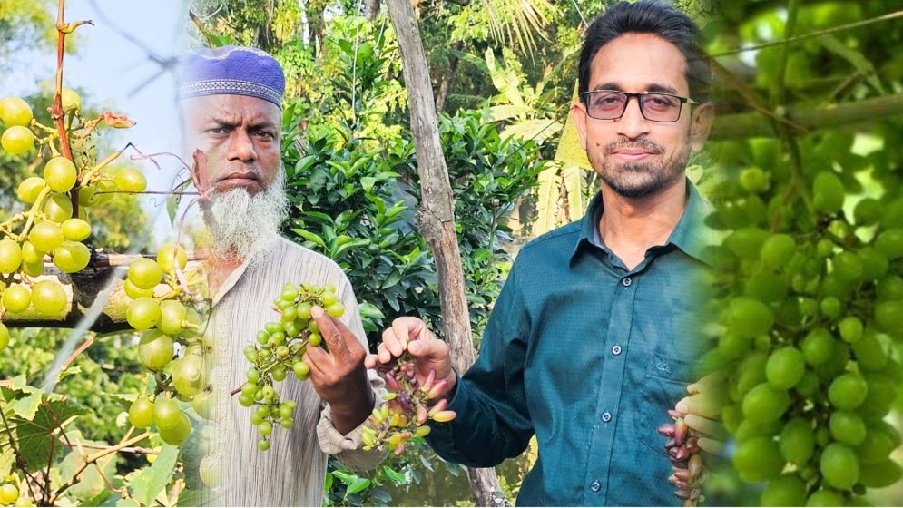 গার্মেন্টসকর্মী থেকে উদ্যোক্তা, আঙুর চাষে সফলতা দেখছেন কাওসার