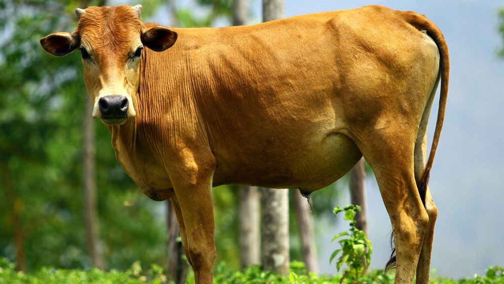 মৃত ব্যক্তির নামে কি কুরবানি করা যাবে? এ গোশত খাওয়া যাবে নাকি সবই দান করতে হবে?