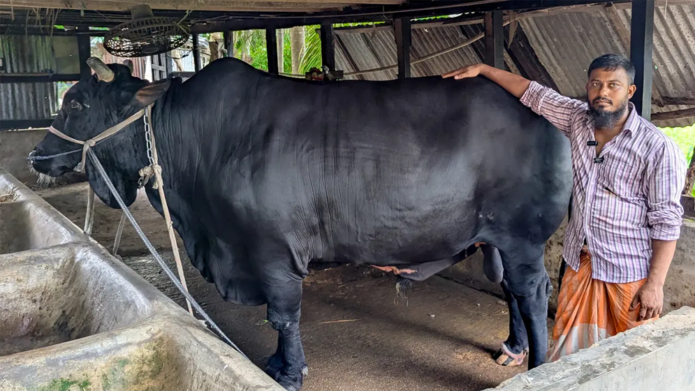 খালেদা জিয়াকে উপহার দেওয়া সেই ‘কালো মানিক’ এবার কুরবানির হাটে, দাম কত?