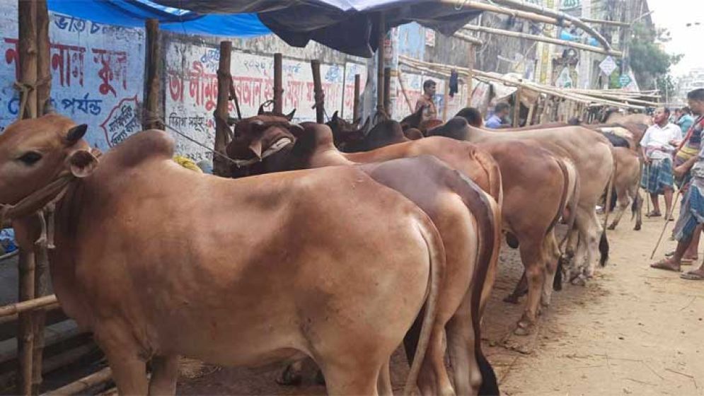 হাটের সীমানার বাইরে পশু রাখলেই ব্যবস্থা