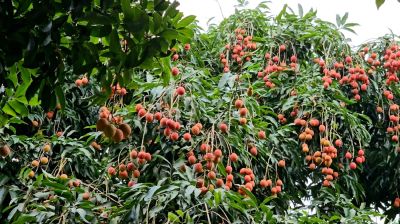 মঙ্গলবাড়িয়ার লিচু যাচ্ছে বিদেশে, ১২ কোটি টাকা আয়ের সম্ভাবনা