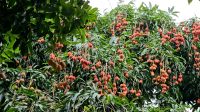 মঙ্গলবাড়িয়ার লিচু যাচ্ছে বিদেশে, ১২ কোটি টাকা আয়ের সম্ভাবনা