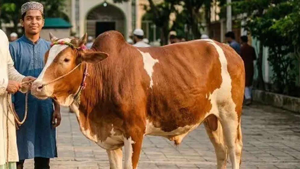 জোড় সংখ্যায় শরিক হয়ে কি কুরবানি করা যাবে?