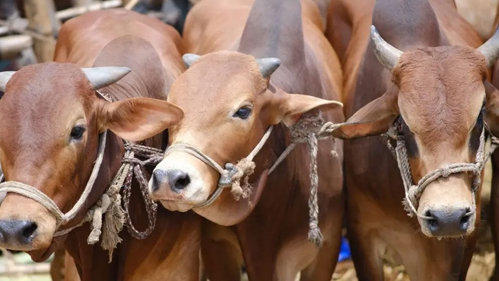 ‘গরু কুরবানি নয়, ছাগল দিন’— পশ্চিমবঙ্গের মুসলিমদের প্রতি নাখোদা মসজিদের ইমামের আহ্বান