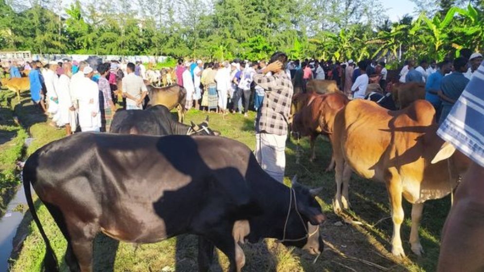 ঈদকে সামনে রেখে খামারি ও ব্যাপারীরা গরু, মহিষ ও ছাগল কেনাবেচায় ব্যস্ত সময় পার করছেন
