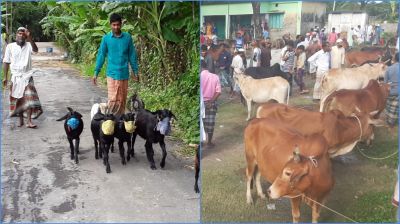 চরফ্যাশনে কুরবানির জন্য প্রস্তুত ২৫ হাজার পশু