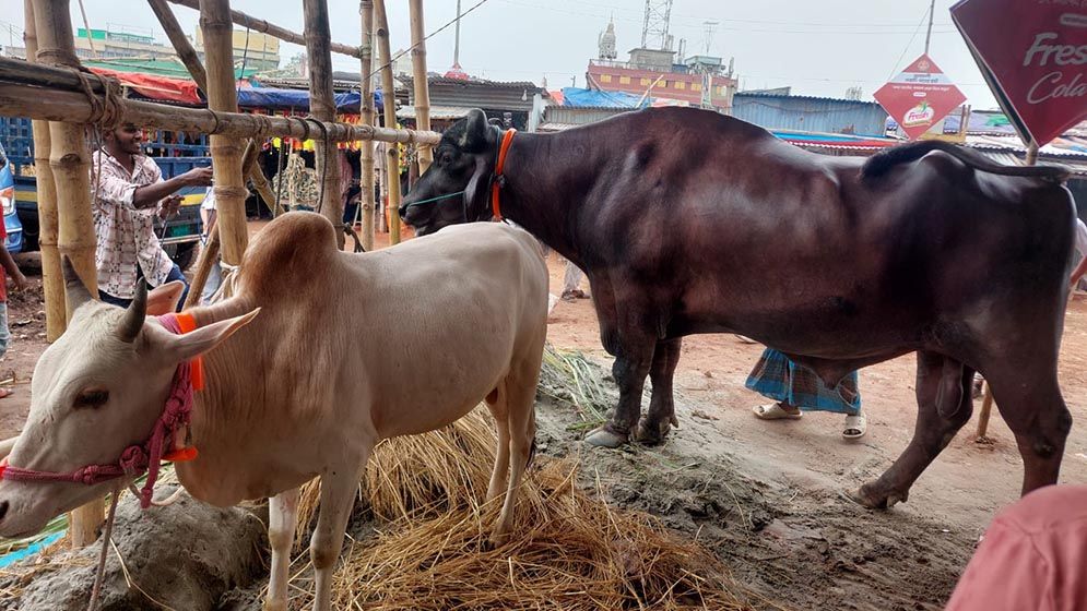 মহিষের সঙ্গে গরু ‘ফ্রি’