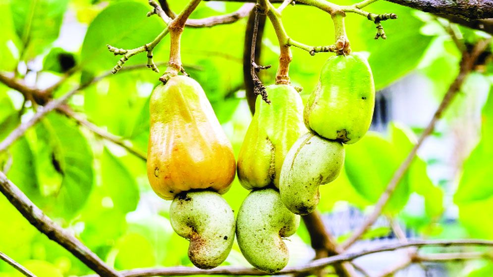 পাহাড়ে জুমের বিকল্প কাজুবাদাম