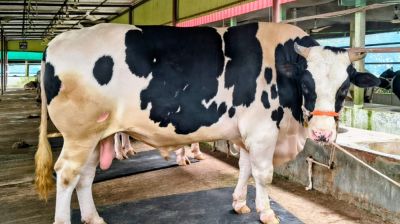 শেরপুরের কুরবানির হাট কাঁপাবে ‘বাংলার ডন’