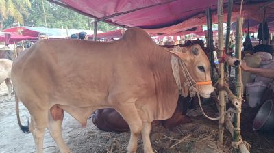 নবাব-লালবাবু আর পাবনার বাহাদুরকে ঘিরে জমে উঠেছে হাজারীবাগ পশুর হাট
