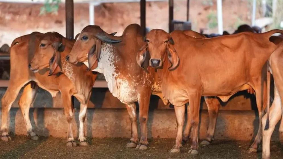 গরুকে ‘জাতীয় পশুর মর্যাদা’ দেওয়ার দাবি ভারতের বিশিষ্ট মৌলভীর