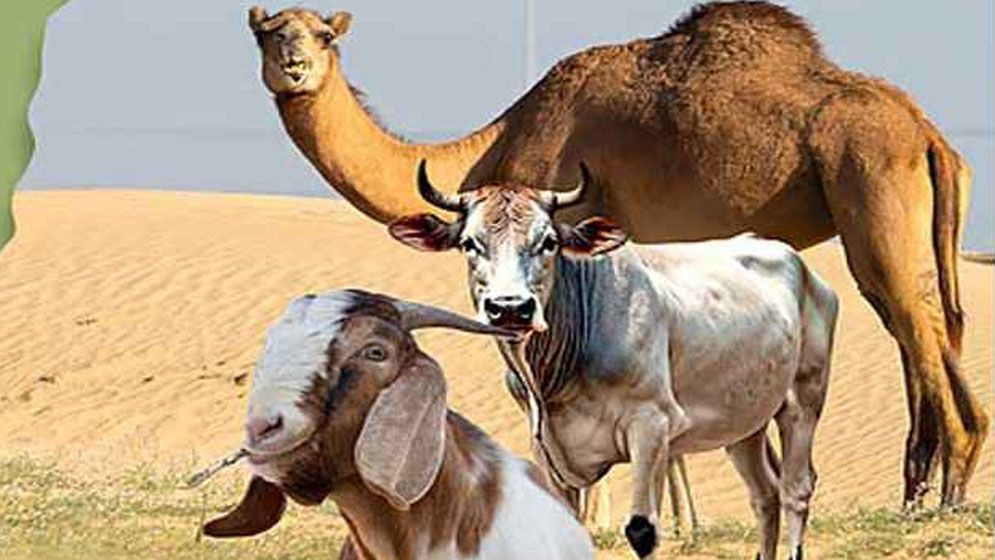 কুরবানি কবুল না হওয়ার ভয়াবহ ৫ ভুল— নিয়ত ঠিক না হলে সব আমলই ব্যর্থ!