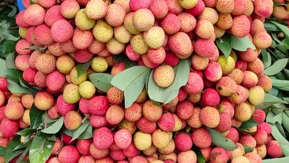 মিষ্টি ও রসালো লিচু চিনবেন যেভাবে