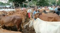 জয়পুরহাটে কুরবানির পশু কিনতে ক্রেতা-বিক্রেতাদের ভিড় বাড়ছে
