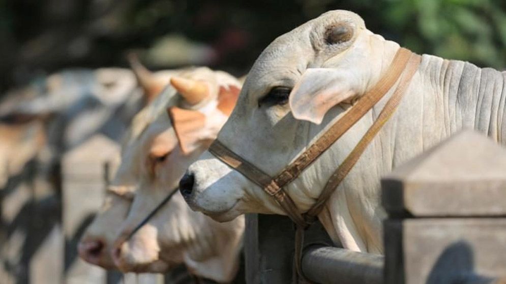 পশু জবাই করার নিয়ম ও দোয়া