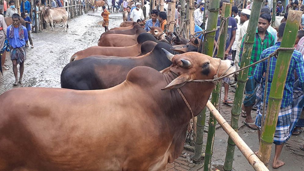 কুরবানির পশু কেনার আগে যেসব বিষয় জানা জরুরি