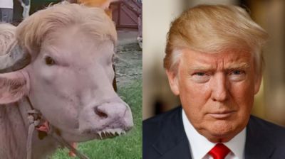 বাংলাদেশি ভাইরাল সেই মহিষ নিয়ে ট্রাম্পের পোস্ট নিয়ে যা জানা গেল