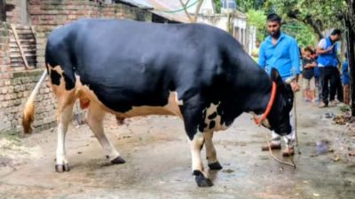 বিক্রির জন্য প্রস্তুত ২৭ মণের ‘ভৈরবের বস’