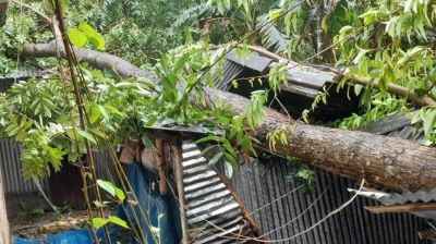 ঝড়ে আম কুড়াতে গিয়ে গাছচাপায় গৃহবধূর মৃত্যু