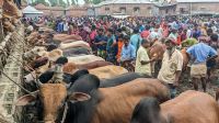 কুরবানির পশু কেনার আগে যা দেখে নেওয়া উচিত