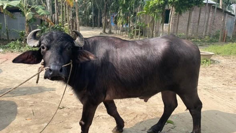 পশুর হাটে মহিষের তাণ্ডব, নিহত ২ আহত ১৫