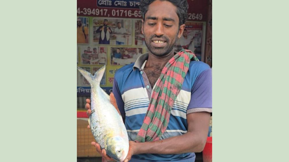 পদ্মার এক ইলিশের দাম ৬৬০০ টাকা
