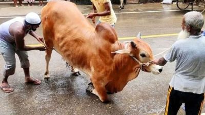 কুরবানি পশুর পা ভেঙে গেলে করণীয়