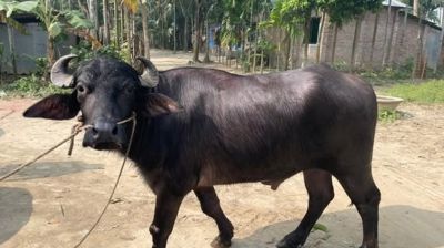 পশুর হাটে মহিষের তাণ্ডব, নিহত ২ আহত ১৫
