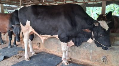 খাগড়াছড়িতে ‘সম্রাটে’র দাম ১২ লাখ টাকা