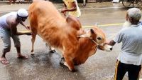 কুরবানি পশুর পা ভেঙে গেলে করণীয়