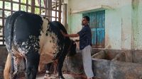 শখের ষাঁড়ই এখন খামারির স্বপ্ন