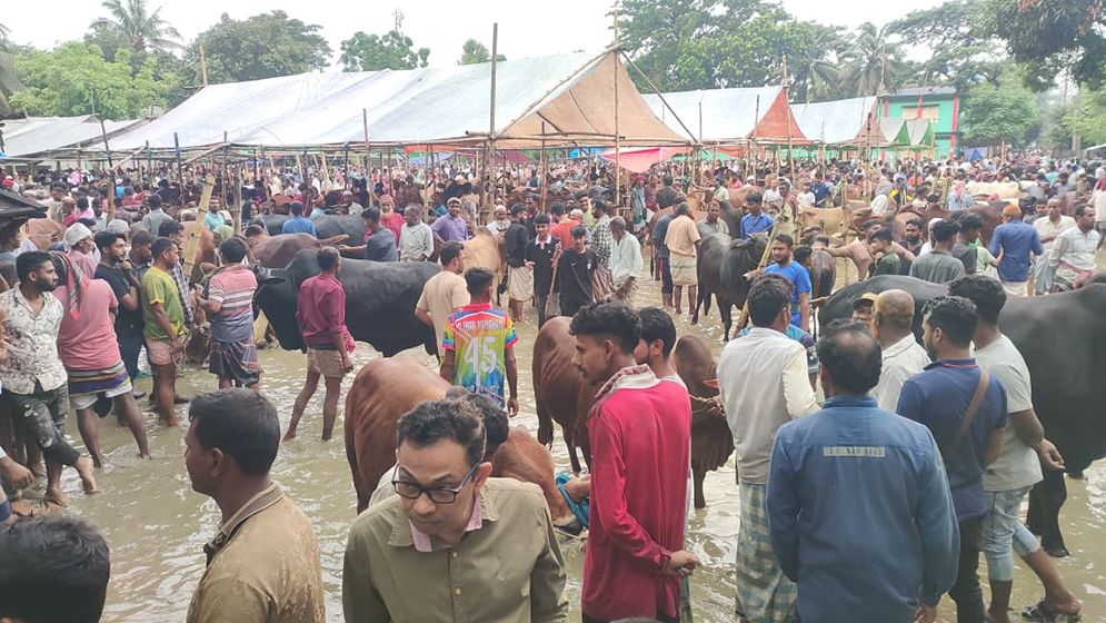 খাজনাবিহীন হাটে ক্রেতার ঢল, ৩ হাজার পশু বিক্রি