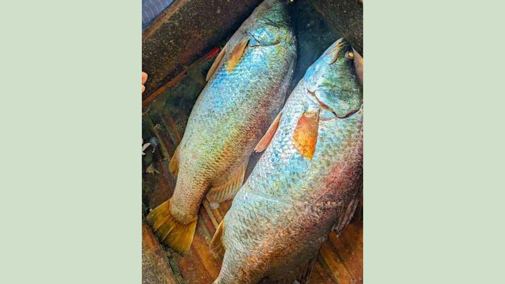 মেঘনার দুই কোরালের দাম ৪৬ হাজার টাকা