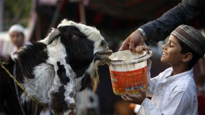 পরিবার না ব্যক্তি কার পক্ষ থেকে কুরবানি, ইসলাম যা বলে