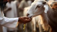 ত্যাগ ও সৌহার্দ্যের বার্তা নিয়ে এলো ঈদুল আজহা