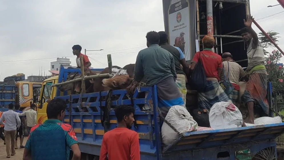 গাবতলী হাটে গরুর দামে ধস, অবিক্রিত পশু নিয়ে বিপাকে ব্যাপারীরা
