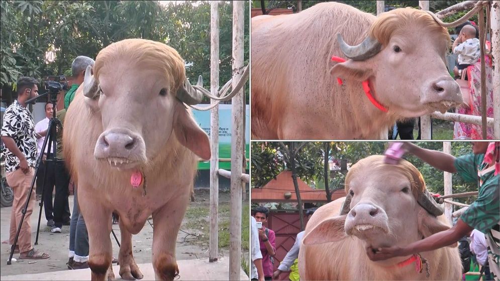 প্রাণে বাঁচল সেই মহিষ 'ডোনাল্ড ট্রাম্প', যা বলছে বিশ্ব গণমাধ্যম