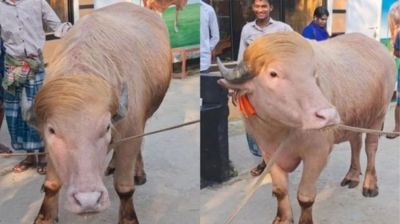 মিরপুর চিড়িয়াখানায় রাখা হচ্ছে ভাইরাল মহিষ ‘ডোনাল্ড ট্রাম্পকে’