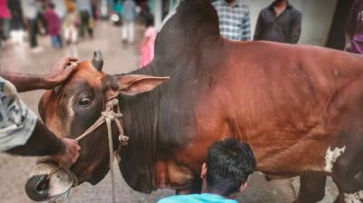 ঈদের নামাজ শেষে রাজধানীর পথে পথে চলছে পশু কুরবানি