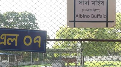 ‘ডোনাল্ড ট্রাম্প’ বানান ভুল লিখে ভাইরাল চিড়িয়াখানা কর্তৃপক্ষ