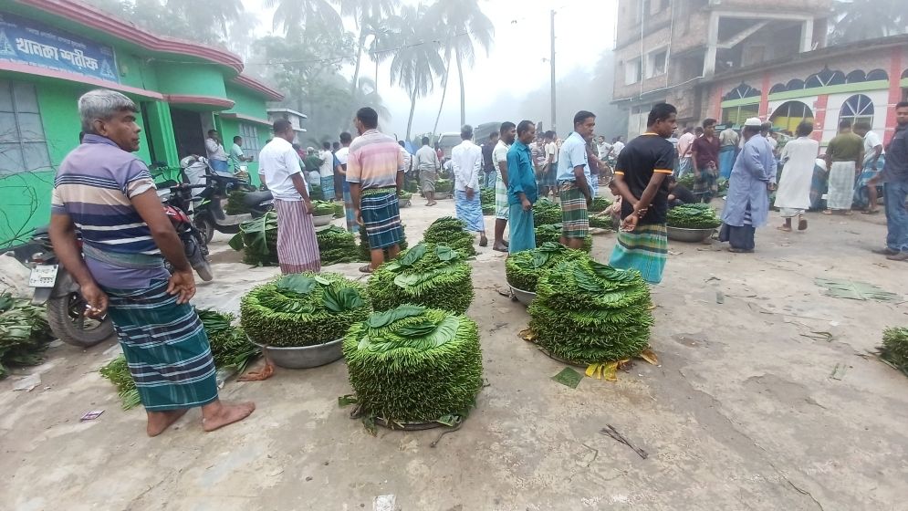 লক্ষ্মীপুরে কুরবানির ঈদে বেড়েছে পানের চাহিদা ও দামও চড়া