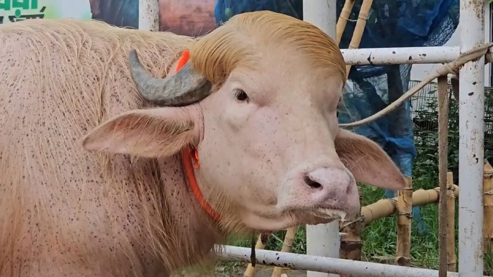 সেই মহিষের জন্য কপাল পুড়ল চিড়িয়াখানার কিউরেটরের