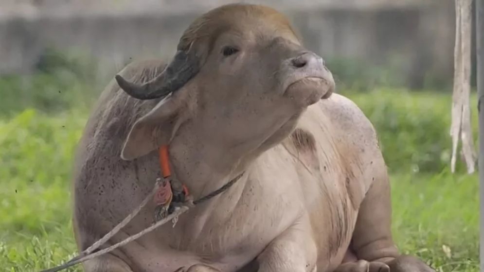 ‘ডোনাল্ড ট্রাম্প’ নামের বানান ভুল, চিড়িয়াখানার কিউরেটরকে বদলি