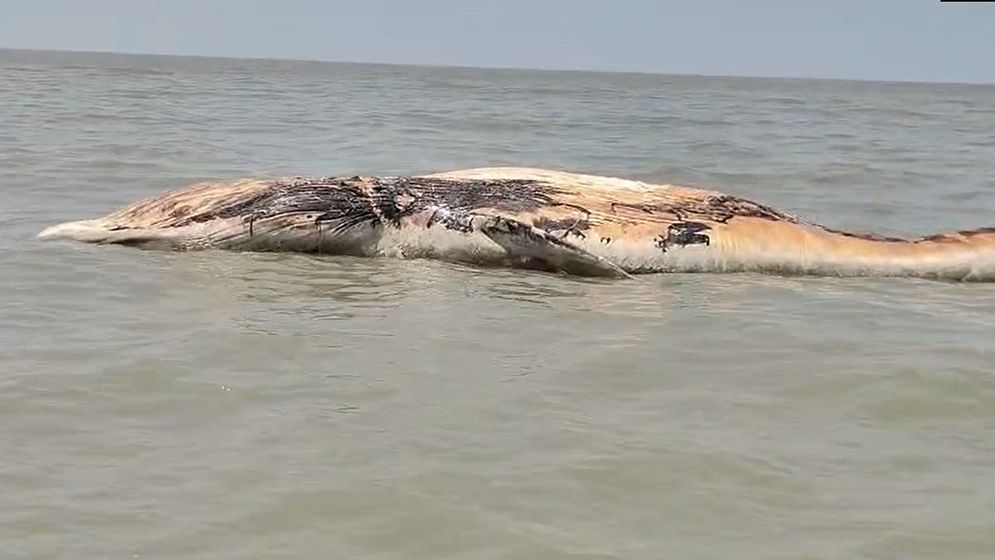 কুয়াকাটায় ভেসে এলো ৪৫ ফুট লম্বা তিমি