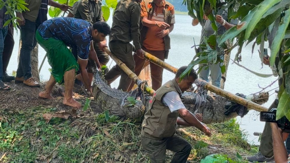 খানজাহানের দীঘির সেই কুমিরটিকে নেওয়া হলো খুলনায়