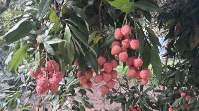 টিলার লালমাটিতে লিচুর বাম্পার ফলন, বিজয়নগর এখন পর্যটন এলাকা