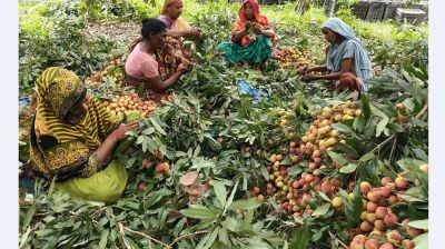 পাবনায় লিচুর বাম্পার ফলন, ৮শ কোটি টাকা আয়ের আশাবাদ