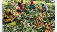 পাবনায় লিচুর বাম্পার ফলন, ৮শ কোটি টাকা আয়ের আশাবাদ