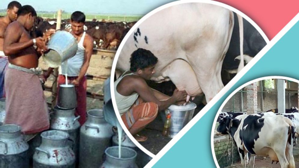 কোথায় দাঁড়িয়ে আমাদের দুগ্ধশিল্প
